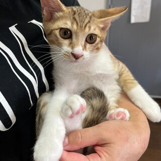 抱っこ好きの甘えん坊♂つくね君　5ヶ月