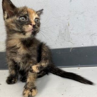 譲渡されました。