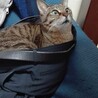 の写真