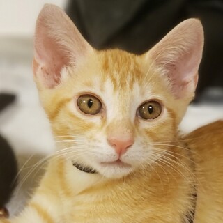 穏やかで良い子の、茶トラのバレンシア君！