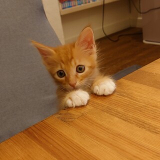 茶トラ白靴下くん