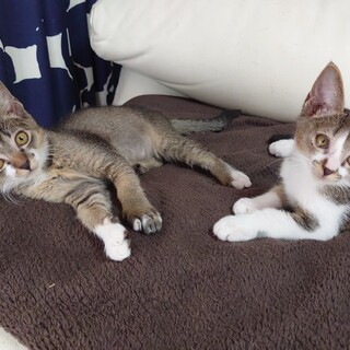 子ども大好き！甘えん坊　イロ君＆ユキ君　2ヶ月