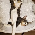 【トライアル決定しました】キジ白の子猫・メス