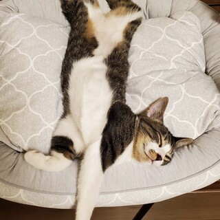 【トライアル決定しました】キジ白の子猫・メス