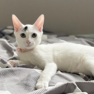 頭と尻尾だけ三毛柄の小柄な女の子です♡