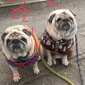 パグ★雄雌１０歳★２匹歓迎★１匹でも可★岐阜