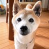 穏やかで柔らかさ溢れるシニア❤️きなちゃん14歳 サムネイル2