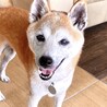 穏やかで柔らかさ溢れるシニア❤️きなちゃん14歳 サムネイル3