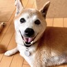 穏やかで柔らかさ溢れるシニア❤️きなちゃん14歳 サムネイル4