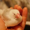 とんさんぶん
