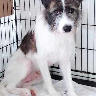 家庭犬修行中、慎重な男の子ビリー