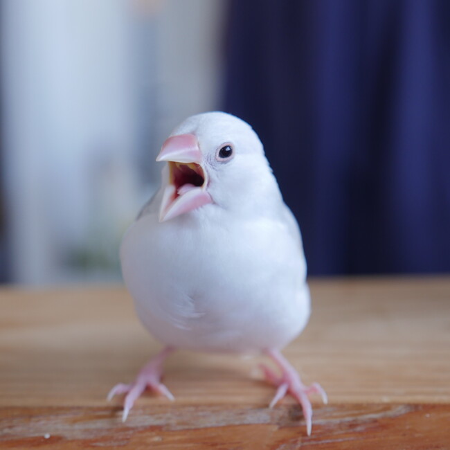 とんさんぶんのカバー写真