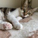 クールな顔で甘えん坊、はなちゃん