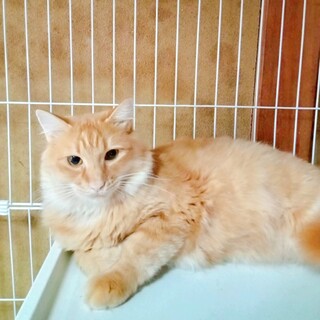 メープルシロップ兄弟のメープルくん