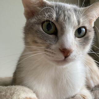 美猫！ちょっぴり臆病な、さくらちゃん