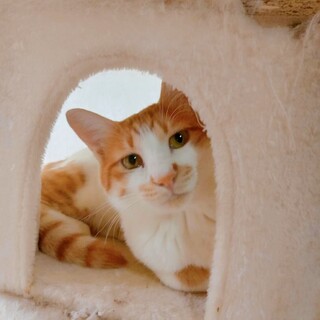 メープルシロップ兄弟のシロップくん