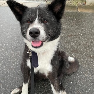 一時停止　里親希望の方と調整中です！