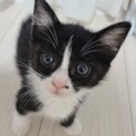 笹音♀