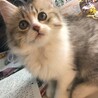 ヨナミネ