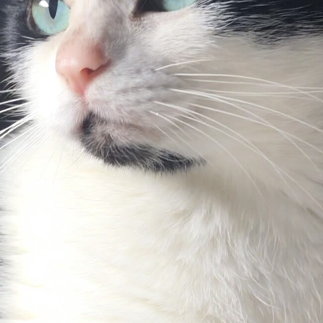 ヨナミネのカバー写真