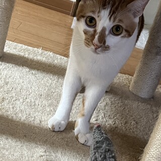 遊び好きで元気いっぱい♡きょうくん