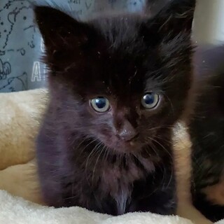 9/18里親さん決まりました。有り難うございます。