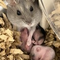 ジャンガリアンの赤ちゃん４匹