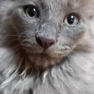 ふわふわ長毛　グレくん
