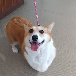 コーギー　女の子　4歳　しーちゃん