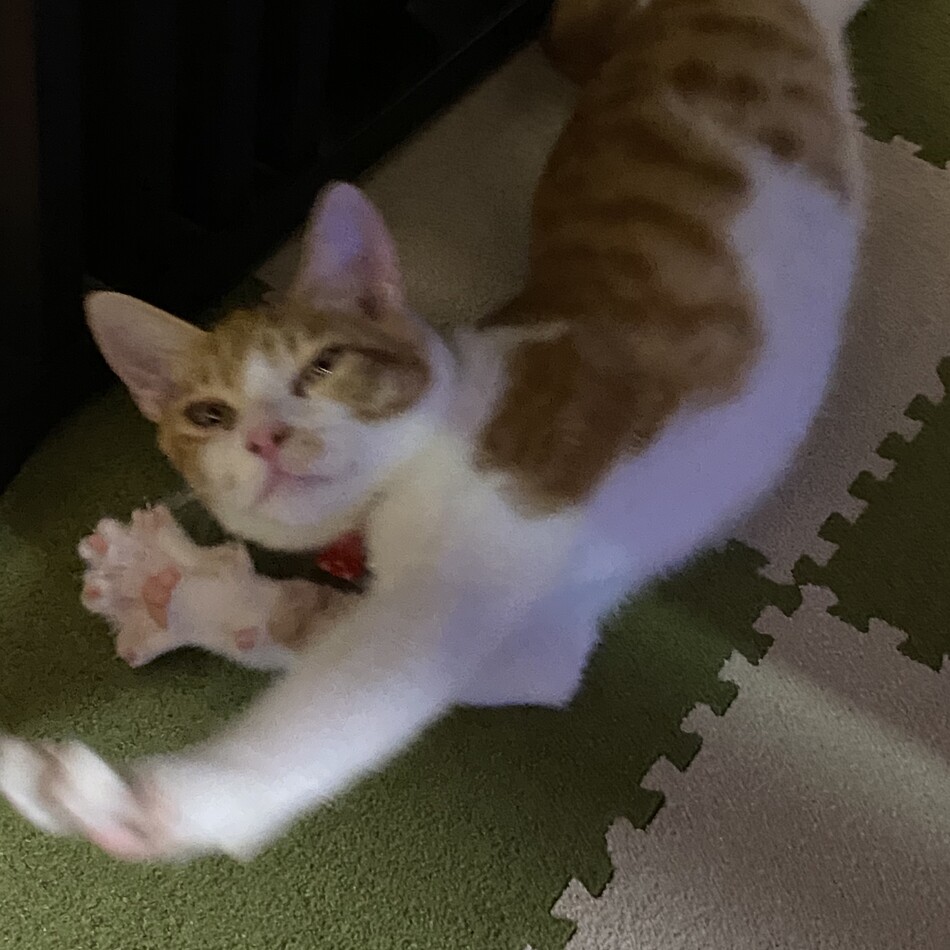 イチのカバー写真