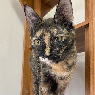 抱っこのおねだり「ルーベラ」ちゃん❤ 