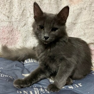 ロシアンブルー色長毛、稀に見る綺麗なグレイちゃん！