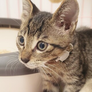 ★里親様決定！★甘えたで一番元気❤青くん