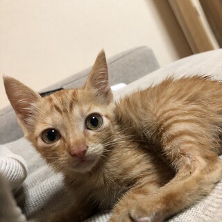 茶トラ　カギシッポ