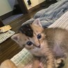 もぐもぐもぐたん
