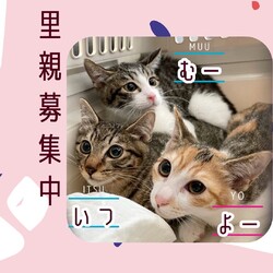 猫にゃんネットワーク府中★譲渡会andのらねこ相談会 サムネイル2