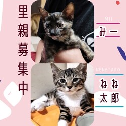 猫にゃんネットワーク府中★譲渡会andのらねこ相談会 サムネイル3