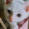 ❤可愛い盛りの白い子猫♀、２ヶ月