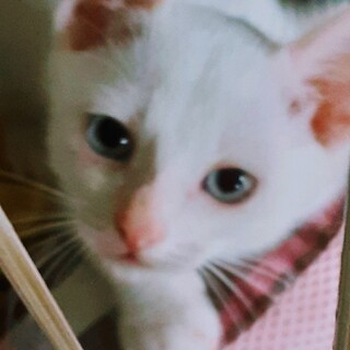 ❤可愛い盛りの白い子猫♀、２ヶ月