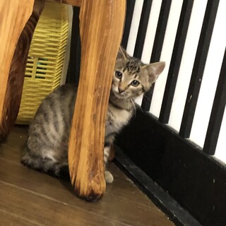 人馴れ抜群イケメン☆てひょん