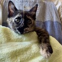 サビ猫さーちゃんの里親さん募集