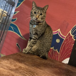 おっとり優しくていじめられちゃう【とう】