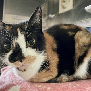 ザ三毛ちゃん！！真ん丸目の美人⭐︎くろみちゃん