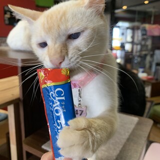 優しい毛色☆小柄な体で子育て頑張りました