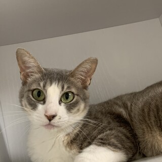 美人なおビビりさん☆ぴの