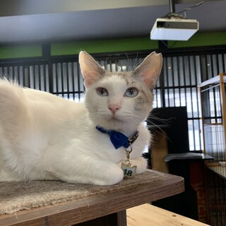 ブルーアイにピンクのお鼻☆かる