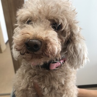 モコモコのトイプードル☆イケメン　モカくん