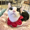 ゴロスリ甘えん坊なイケメン♡お子様OK猫初心者◎