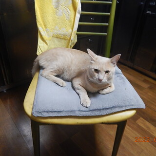 【保護猫】推定3歳の男の子です