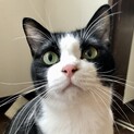 美猫いそべ君☆沢山おもちゃ遊んでくれる里親様募集！